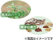 ハーブ草木と漢方イメージ