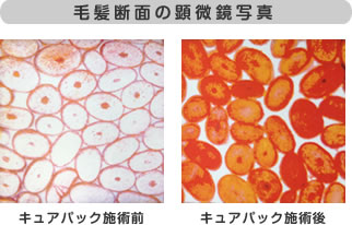 毛髪断面の顕微鏡写真_キュアパック施術前と後