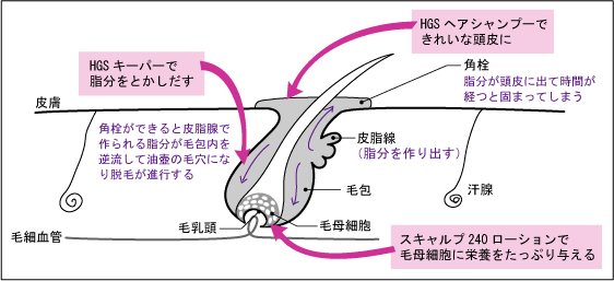 毛根の構造図解
